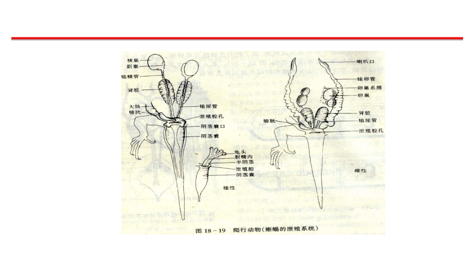 (43)--排泄系统脊椎动物学_第3页