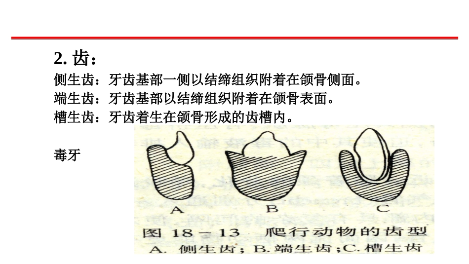 (46)--消化系统脊椎动物学_第2页