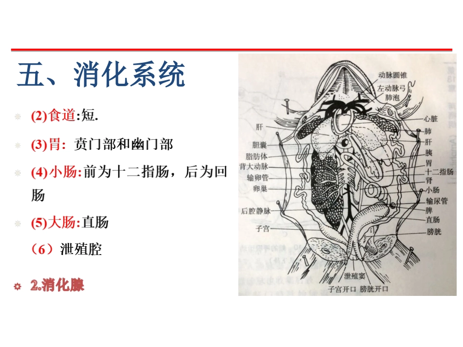 (47)--消化系统脊椎动物学_第2页