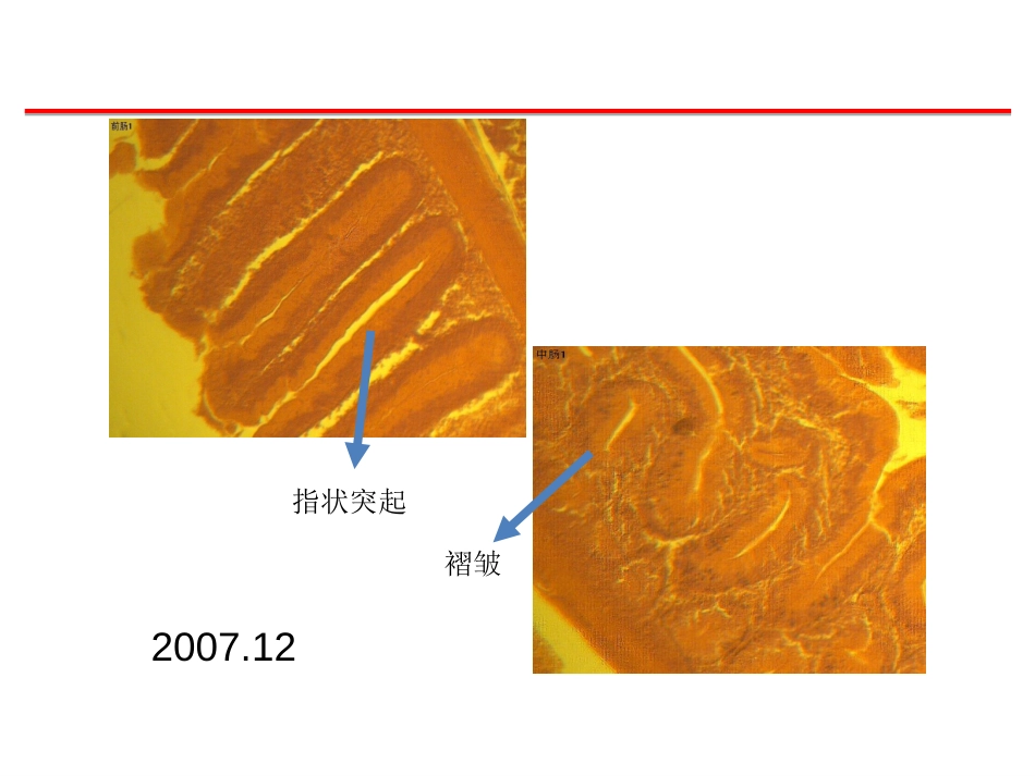 (48)--消化系统脊椎动物学_第3页