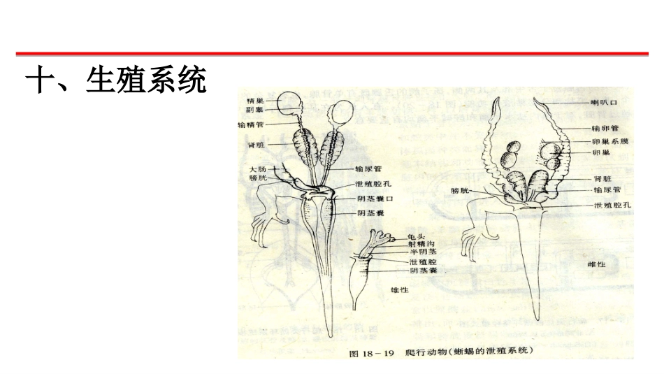 (53)--生殖系统脊椎动物学_第1页