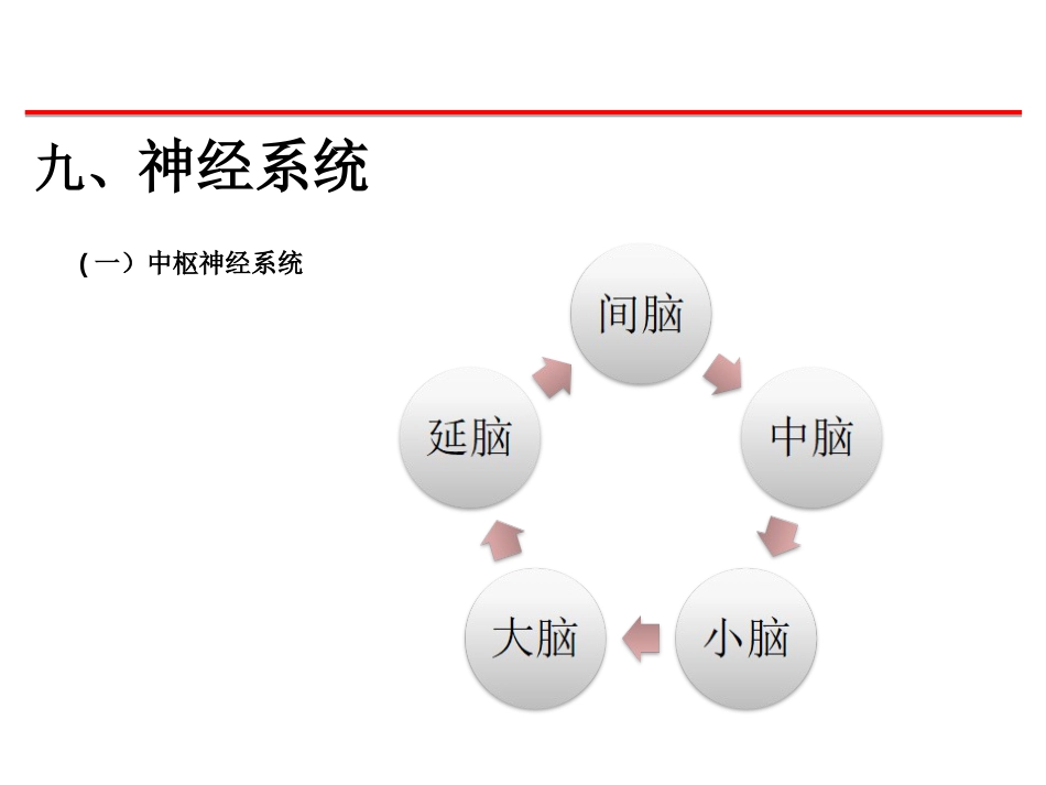 (54)--神经系统脊椎动物学_第2页