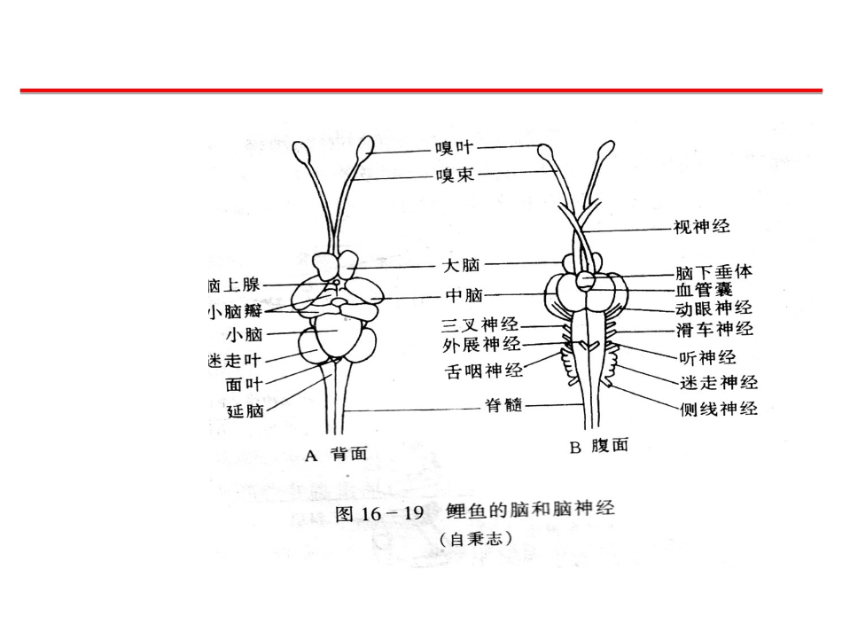 (54)--神经系统脊椎动物学_第3页