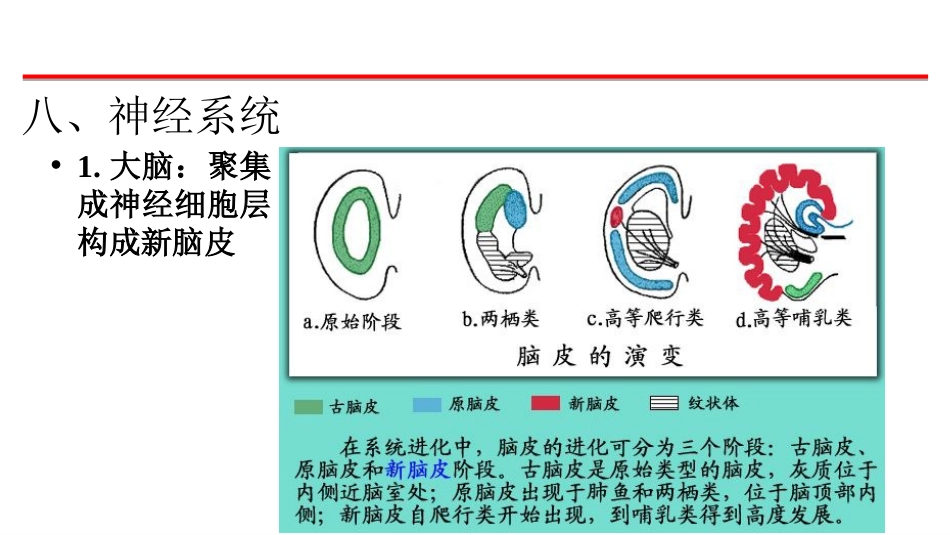 (55)--神经系统脊椎动物学_第1页