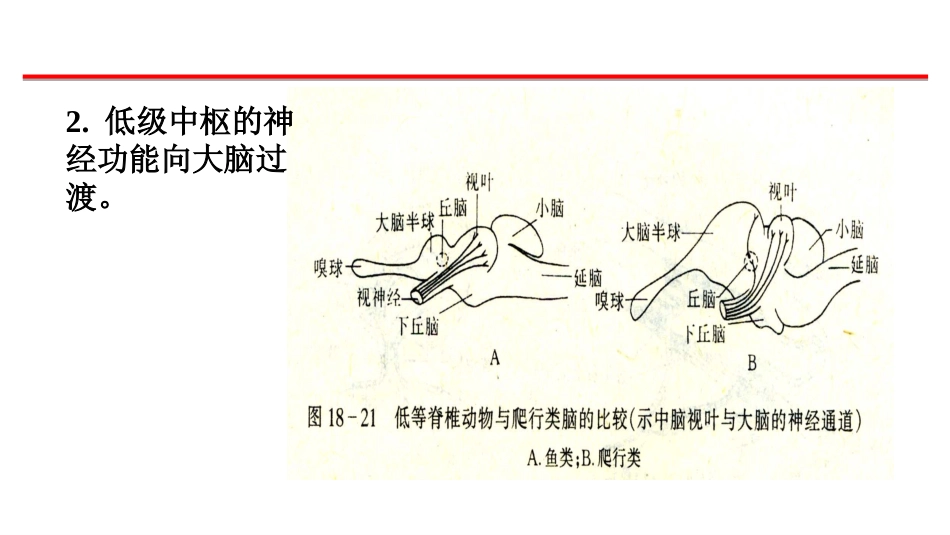 (55)--神经系统脊椎动物学_第2页