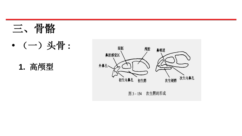 (58)--骨骼、肌肉脊椎动物学_第1页