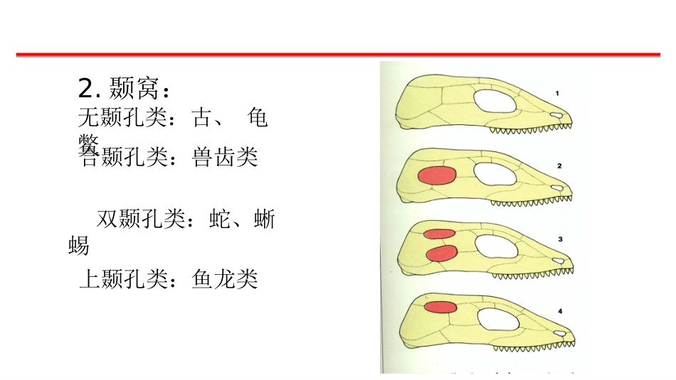 (58)--骨骼、肌肉脊椎动物学_第2页