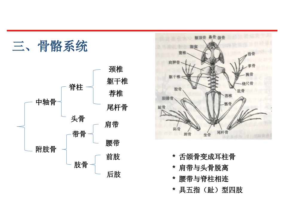 (59)--骨骼、肌肉脊椎动物学_第1页