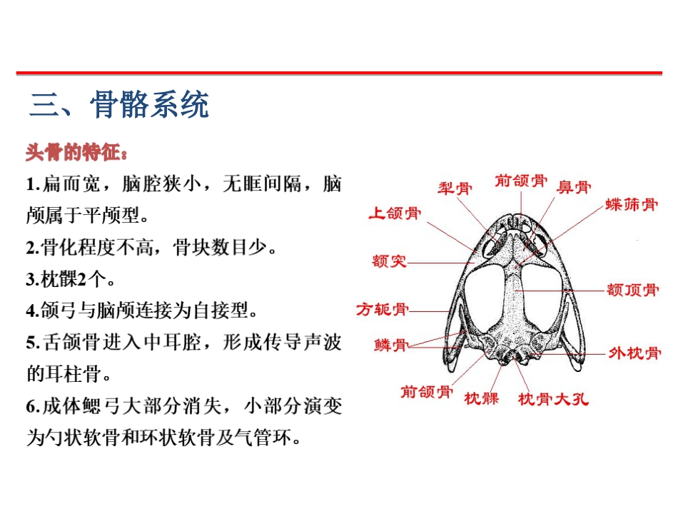 (59)--骨骼、肌肉脊椎动物学_第2页