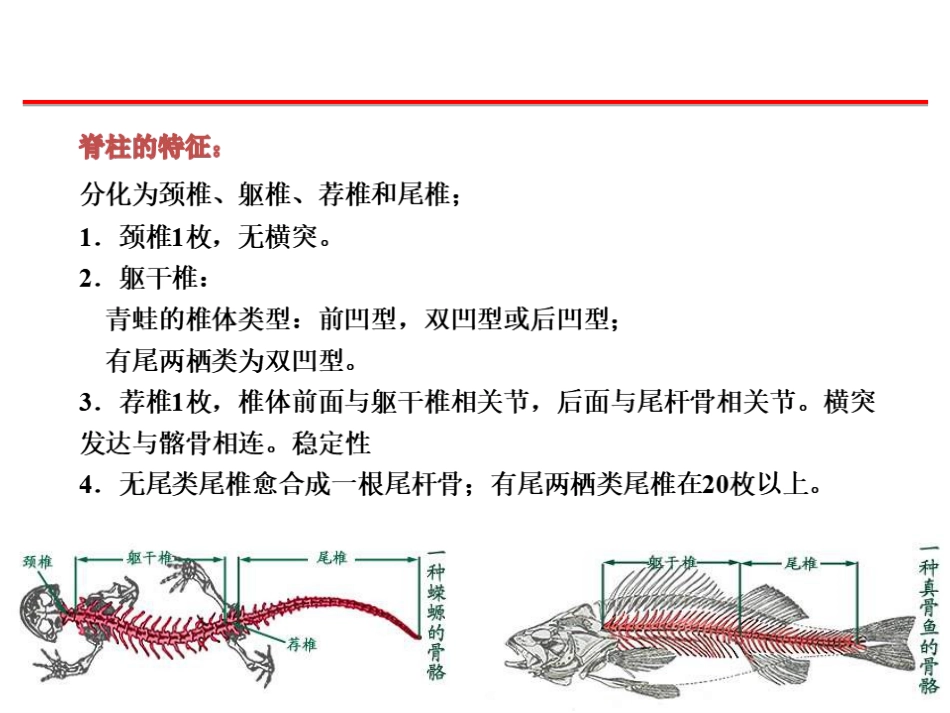 (59)--骨骼、肌肉脊椎动物学_第3页