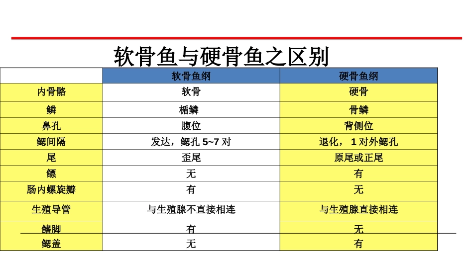 (65)--鱼纲分类脊椎动物学_第2页