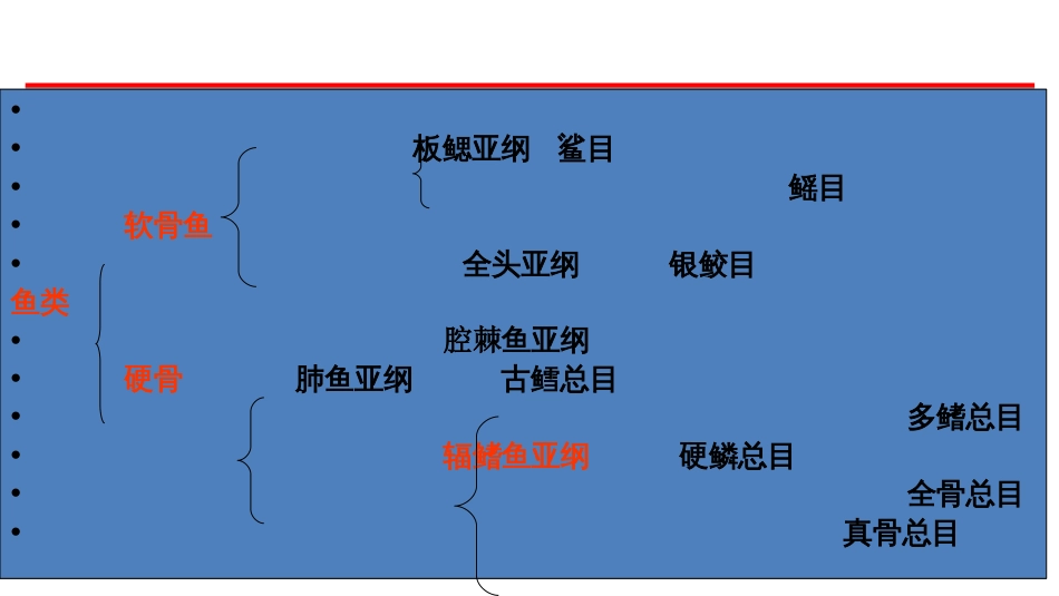 (65)--鱼纲分类脊椎动物学_第3页