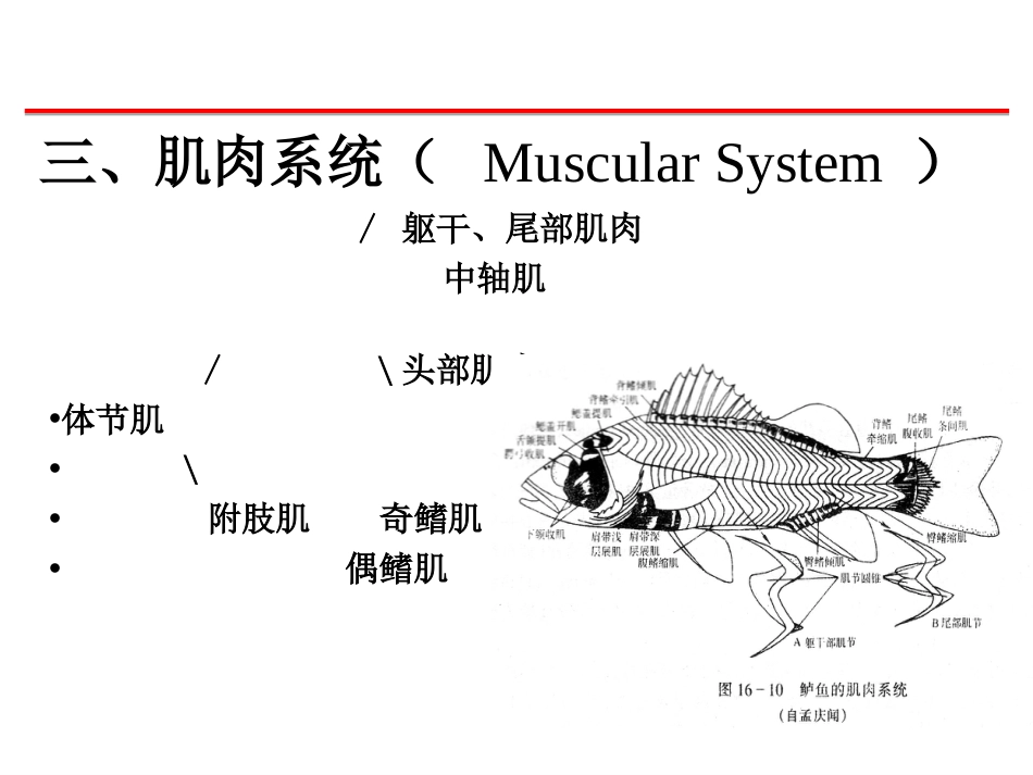 (68)--鱼纲肌肉脊椎动物学_第1页