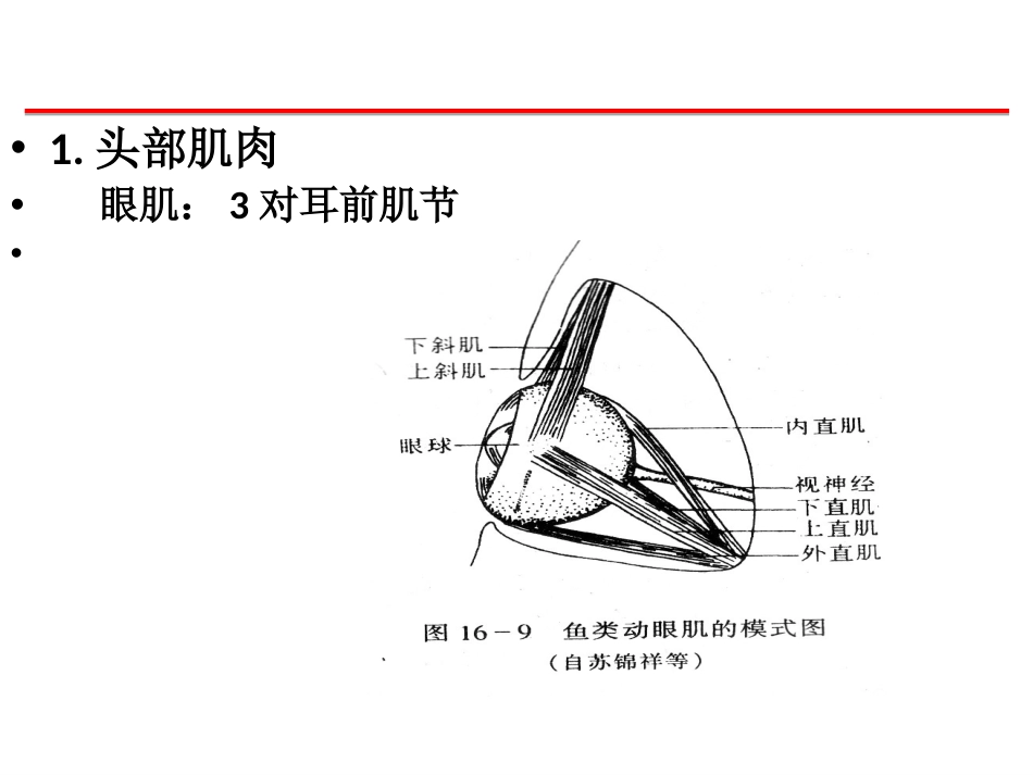 (68)--鱼纲肌肉脊椎动物学_第2页