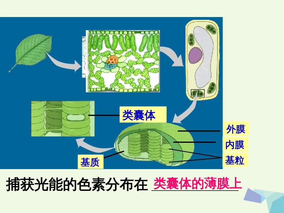 陕西省西安市2017届高考生物 细胞代谢专题 第三部分 能量之源光合作用复习课件_第3页