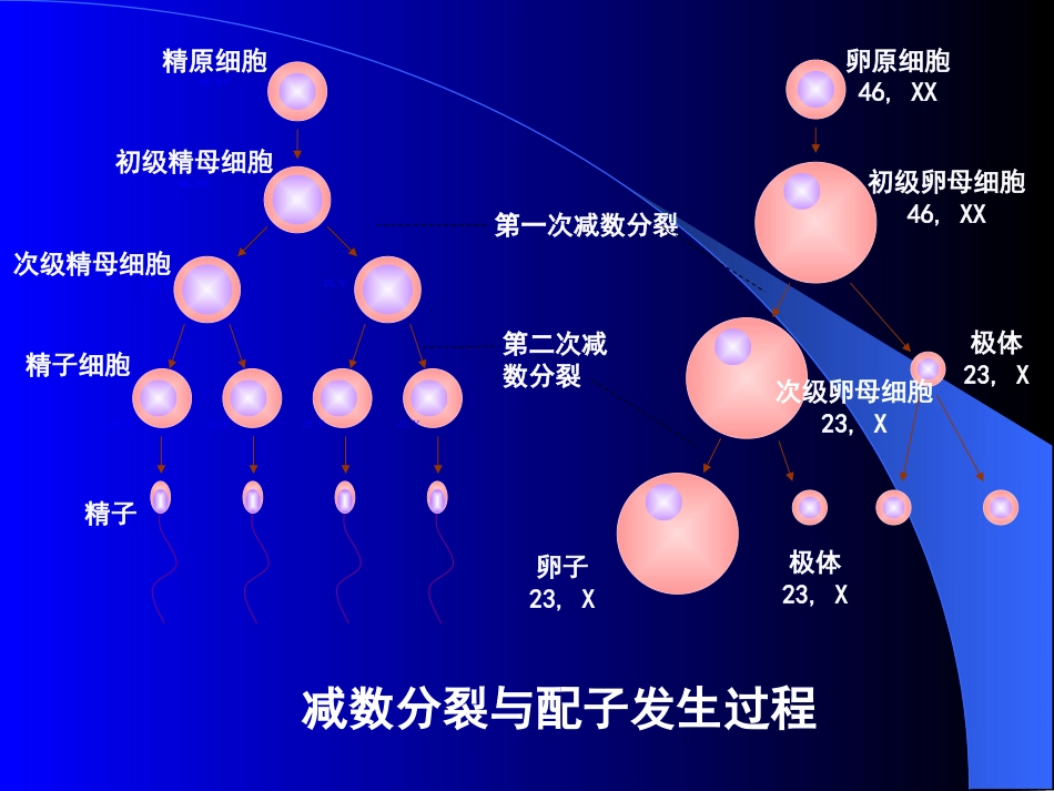 15人体胚胎学总论_第3页