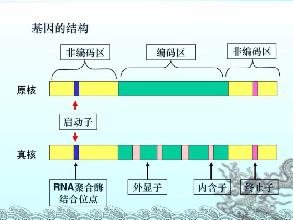 《基因工程的基本操作程序》精品课件文档资料_第3页