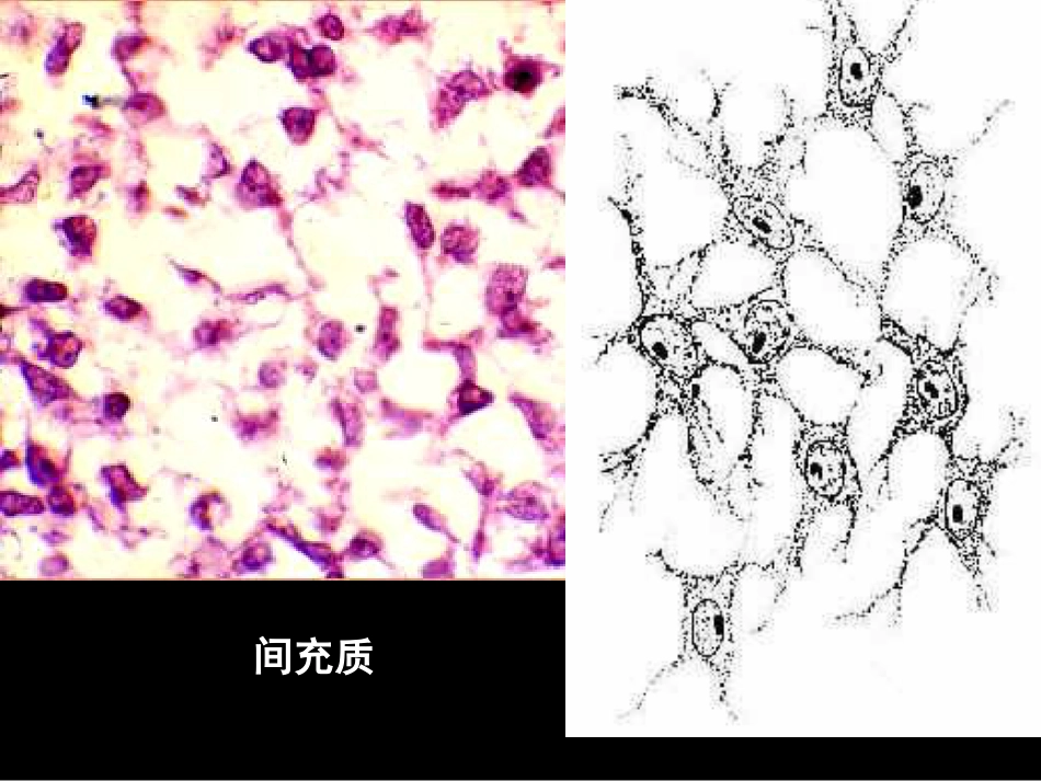 02结缔组织[共49页]_第3页