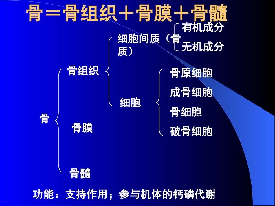 03骨[共26页]_第2页