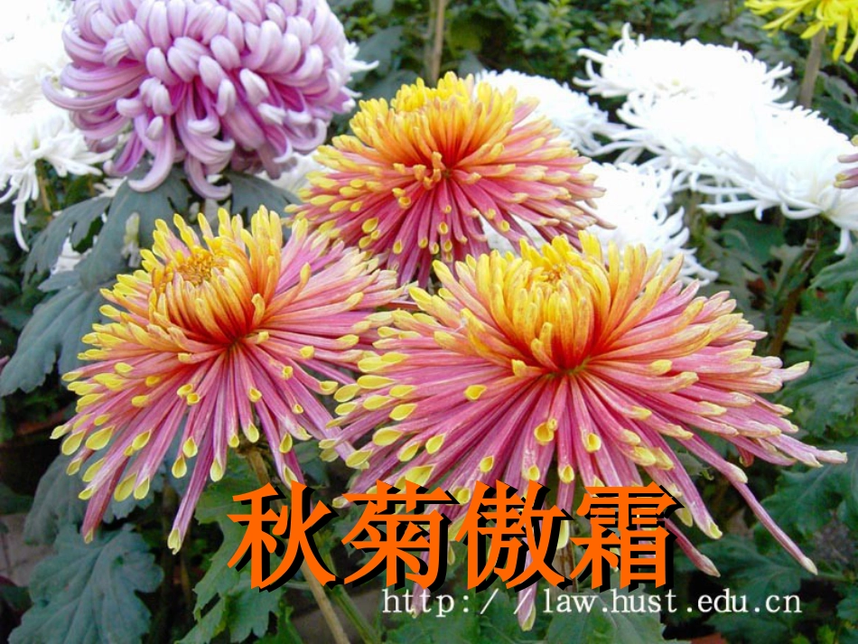课标版二年级上册《秋天的图画》ppt课件[共26页]_第3页
