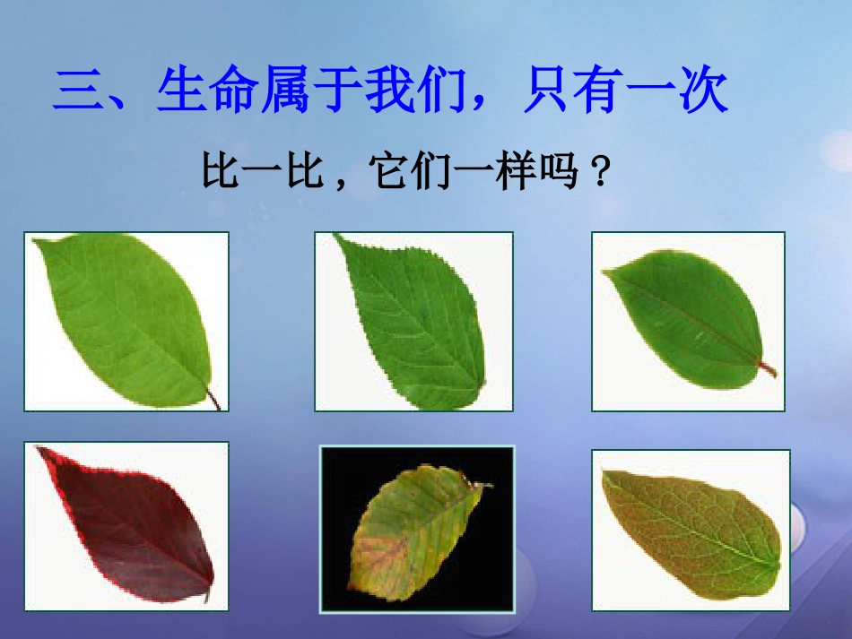 七年级道德与法治下册 第五单元 热爱生命 5.1 大自然的奇迹 第3框 生命属于我们 只有一次课件 粤教版_第1页