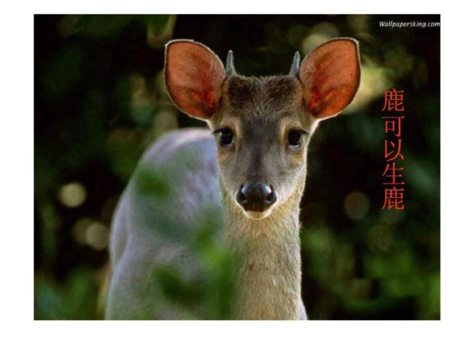 [原创]高中生物必修二减数分裂和受精作用课件文档资料_第3页