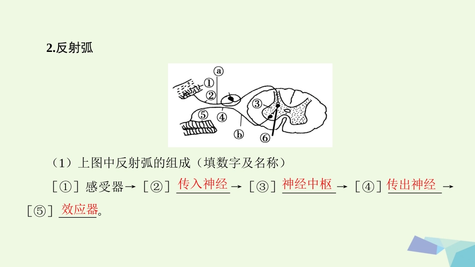 高三生物一轮复习 第8单元 第讲 通过神经系统的调节课件 新人教版必修_第3页