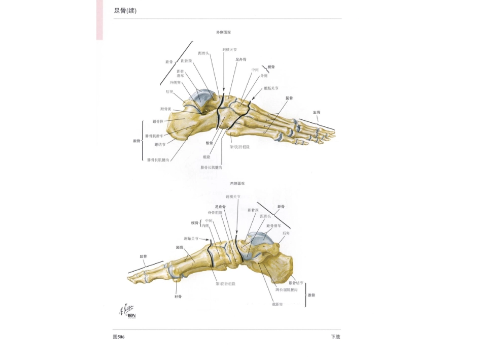 足部解剖图[共16页]_第3页