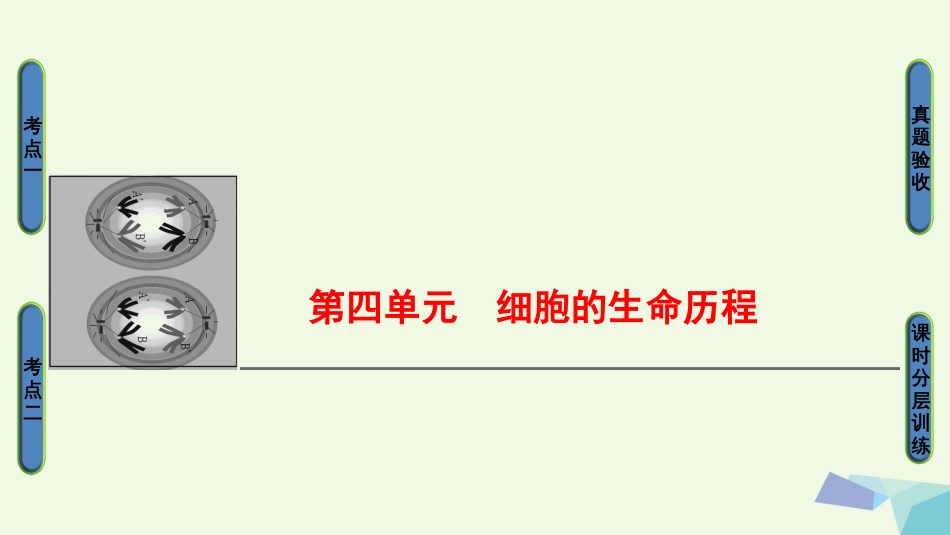高三生物一轮复习 第4单元 细胞的增殖课件 新人教版必修_第1页