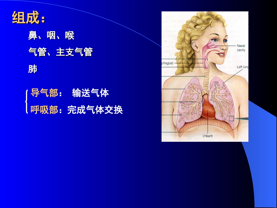 11呼吸系统[共34页]_第2页