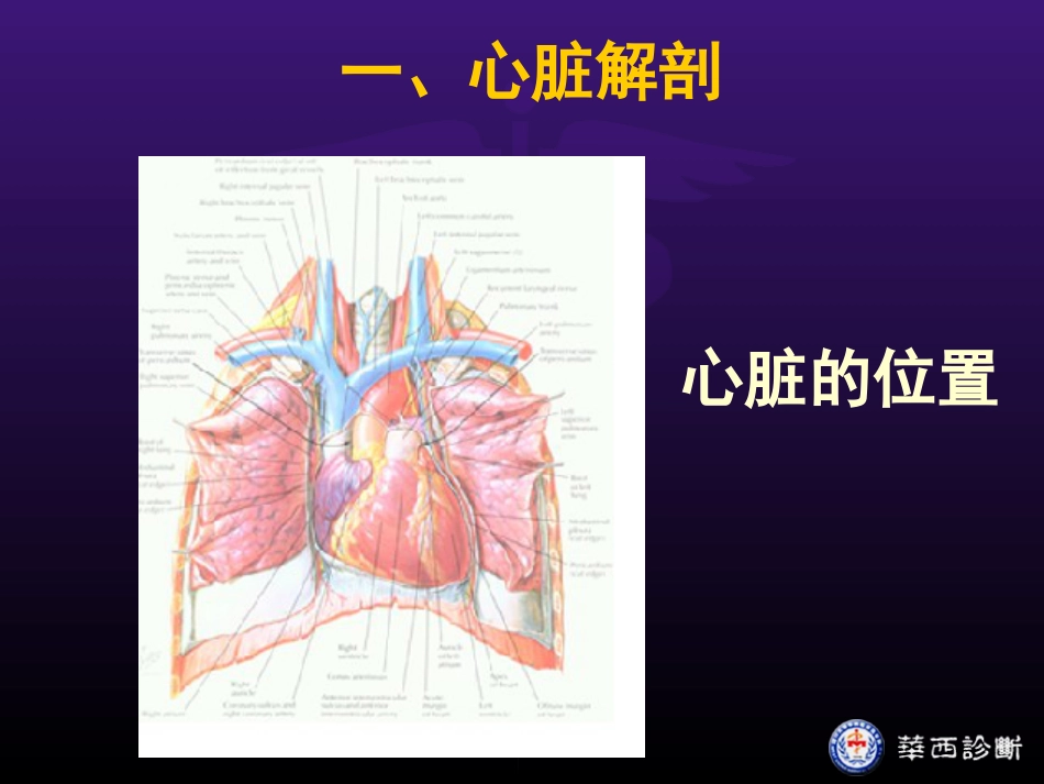 超声心动图1－正常[共39页]_第3页