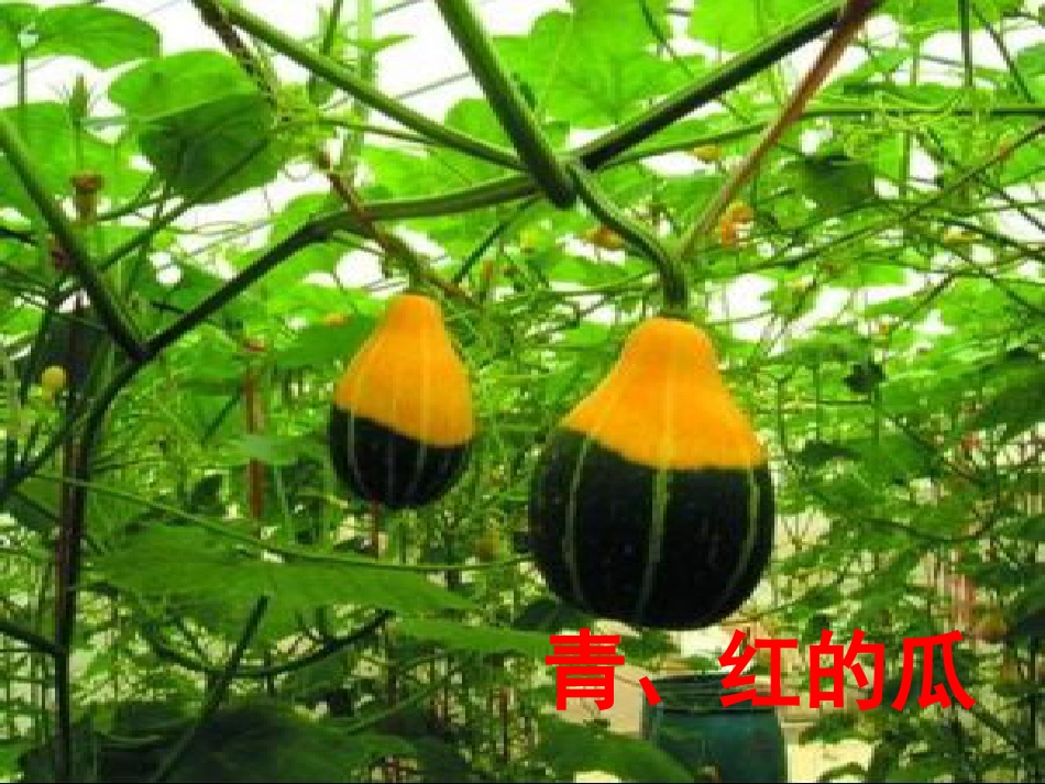 课标版四年级下册《乡下人家》ppt课件[共34页]_第2页