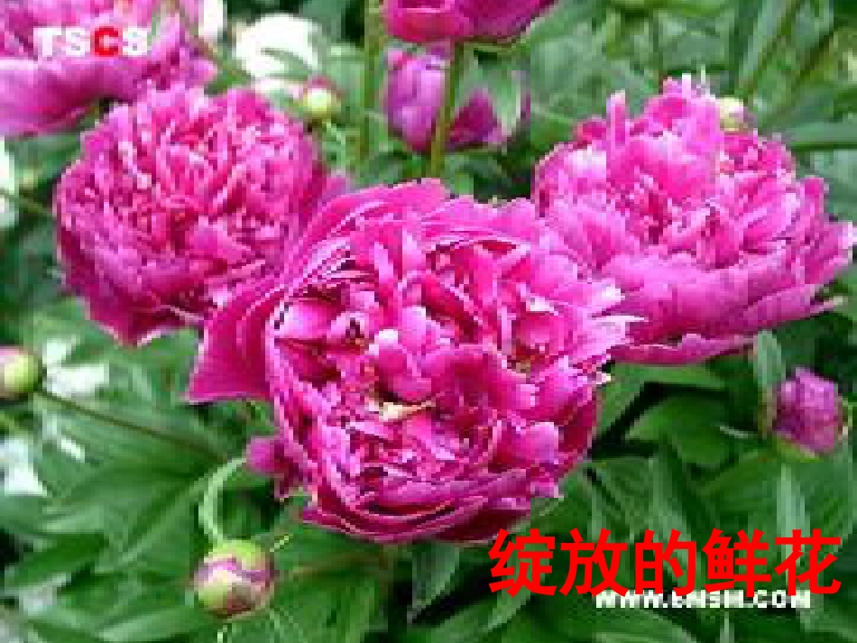课标版四年级下册《乡下人家》ppt课件[共34页]_第3页