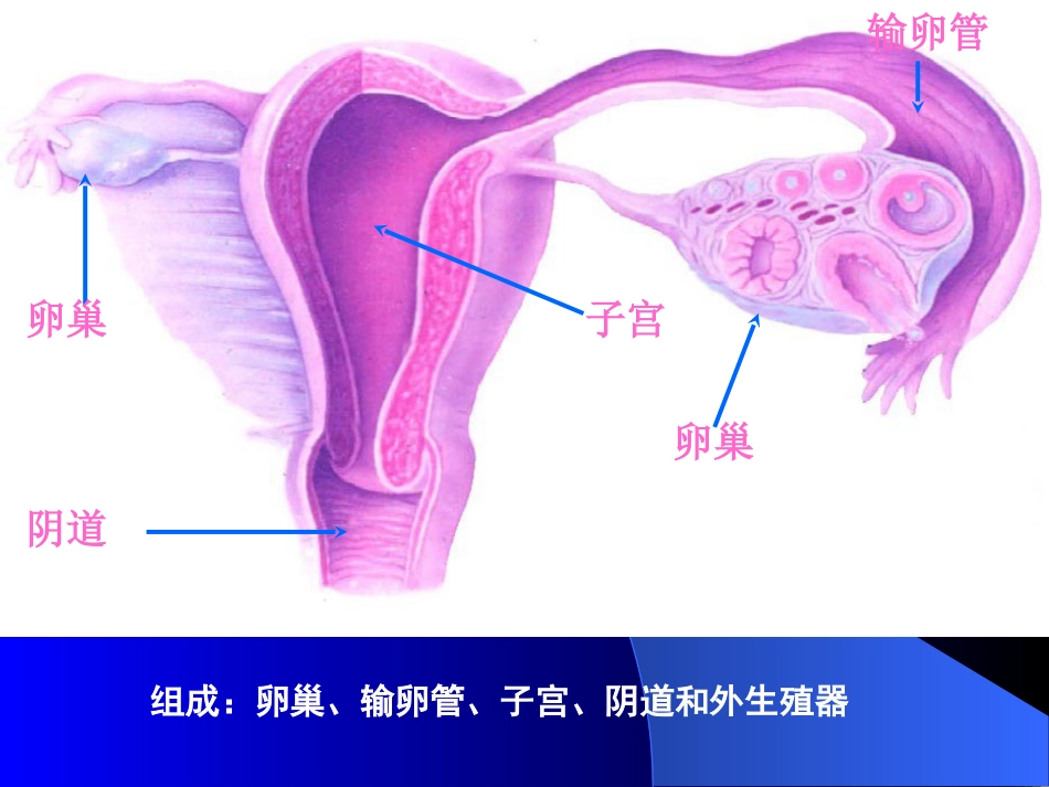 142女性生殖系统_第2页