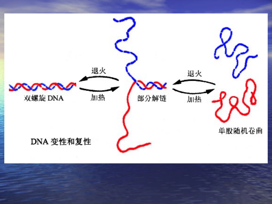 PCR技术原理[共76页]_第3页