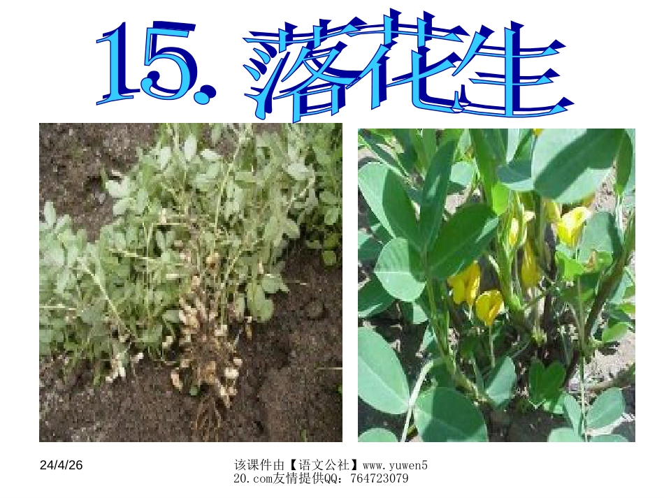 课标版五年级上册《落花生》ppt课件[共15页]_第1页