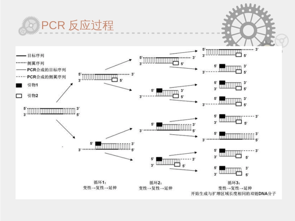 PCR技术及测序[共21页]_第3页