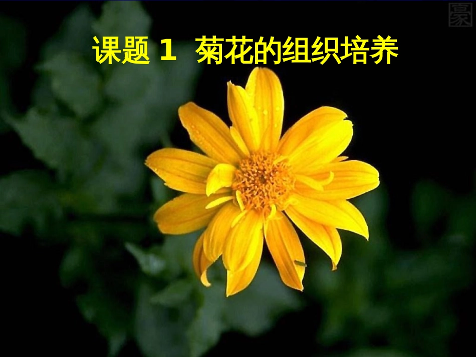 31菊花的组织培养1_第1页