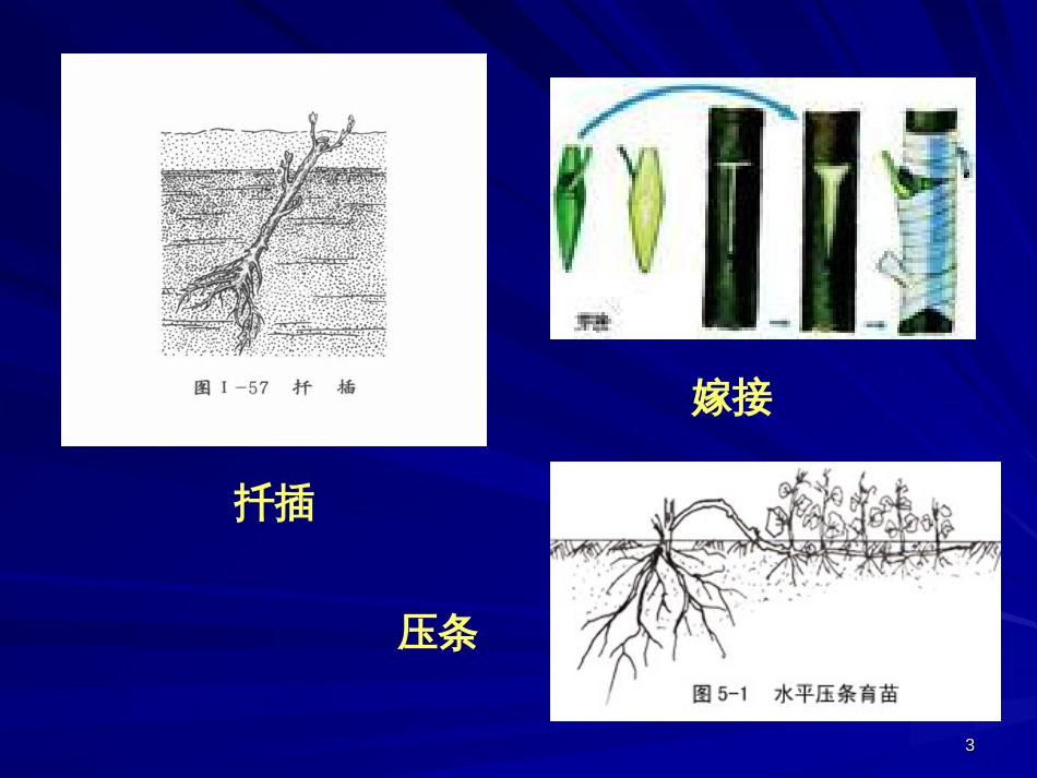 31菊花的组织培养1_第3页