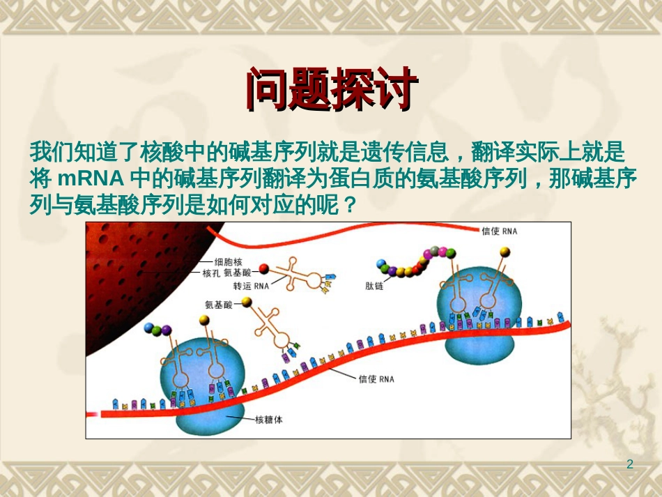 (生物43遗传密码的破译课件(人教版必修2)_第2页