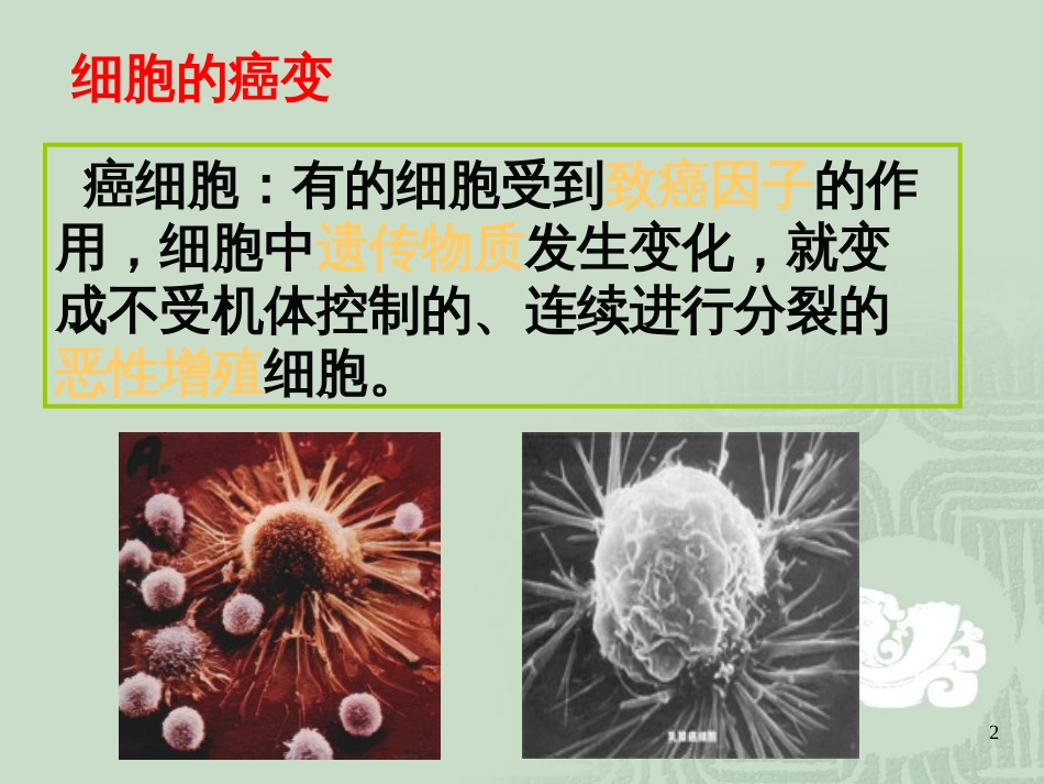 (生物64细胞的癌变课件1(人教版必修1)_第2页