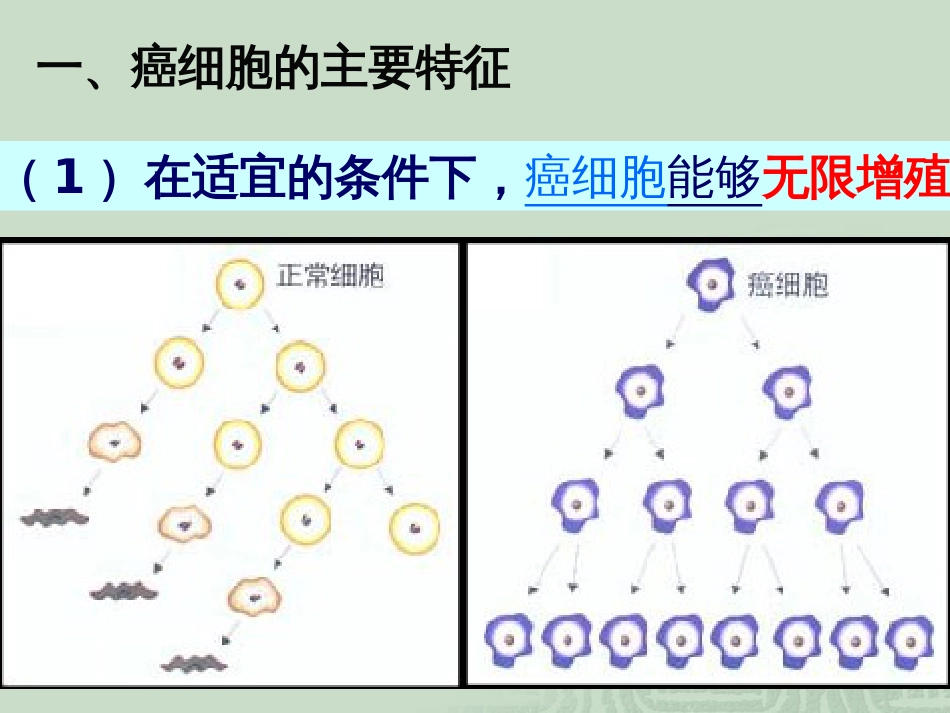 (生物64细胞的癌变课件1(人教版必修1)_第3页