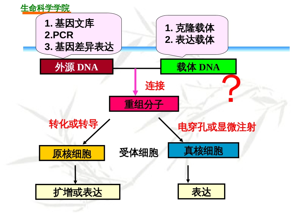 DNA重组的操作_第2页