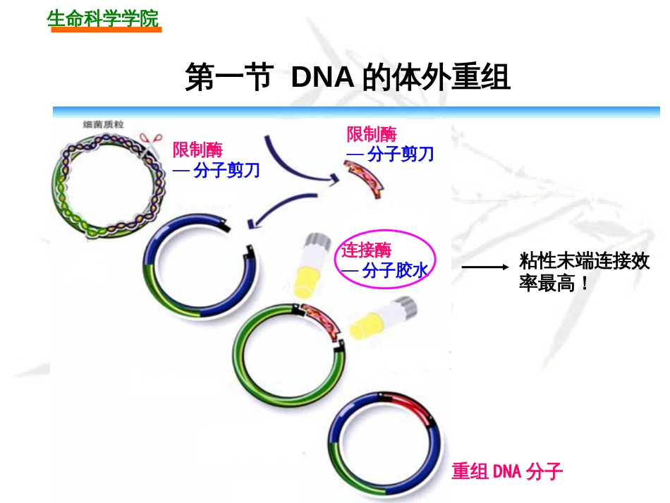 DNA重组的操作_第3页