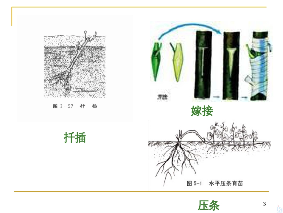 31植物组织培养技术_第3页