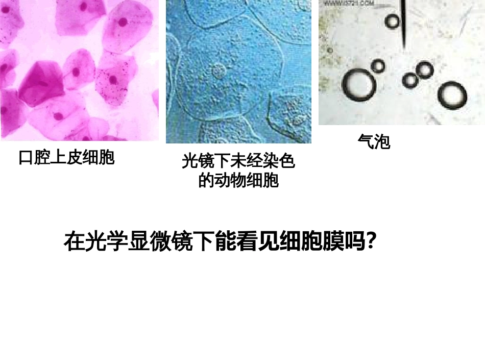 31高一生物细胞膜_第3页
