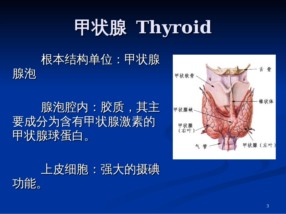 32甲状腺激素及抗甲状腺药ppt-PowerPoint_第3页