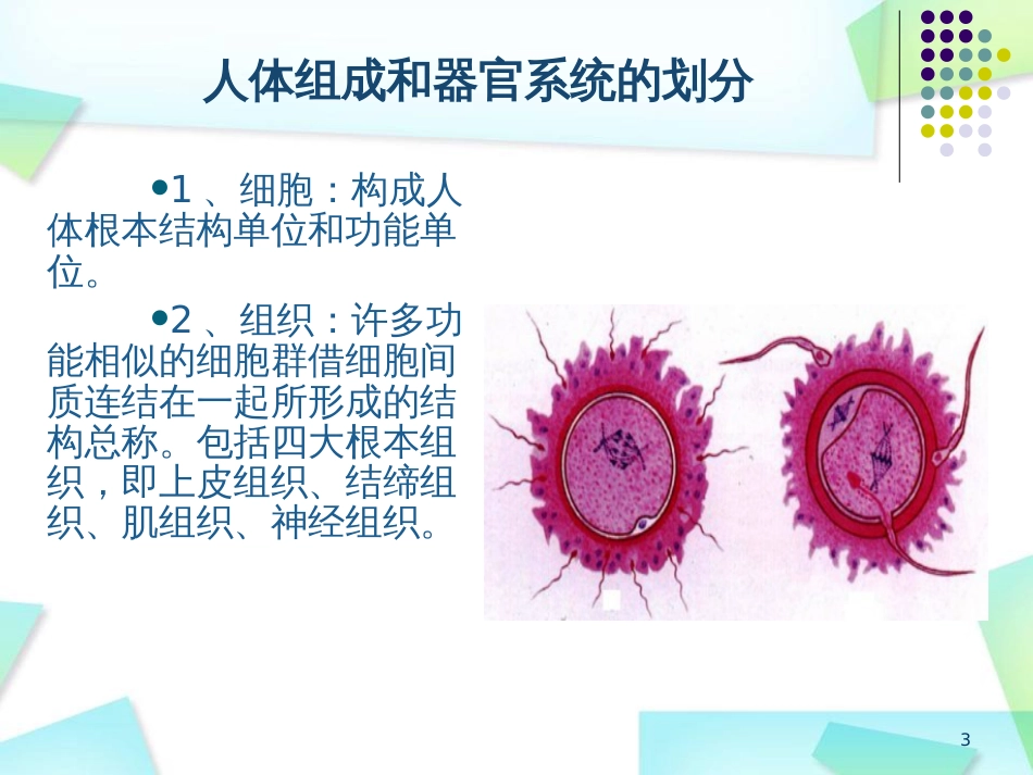 530人体细胞和组织_第3页