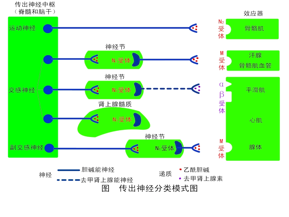 6第六章胆碱受体激动药抗胆碱酯酶药和胆碱酯酶复活药_第2页