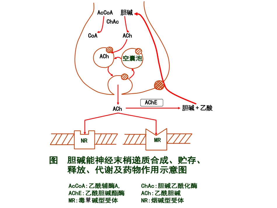 6第六章胆碱受体激动药抗胆碱酯酶药和胆碱酯酶复活药_第3页